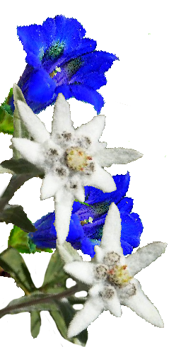 Alpine Flower