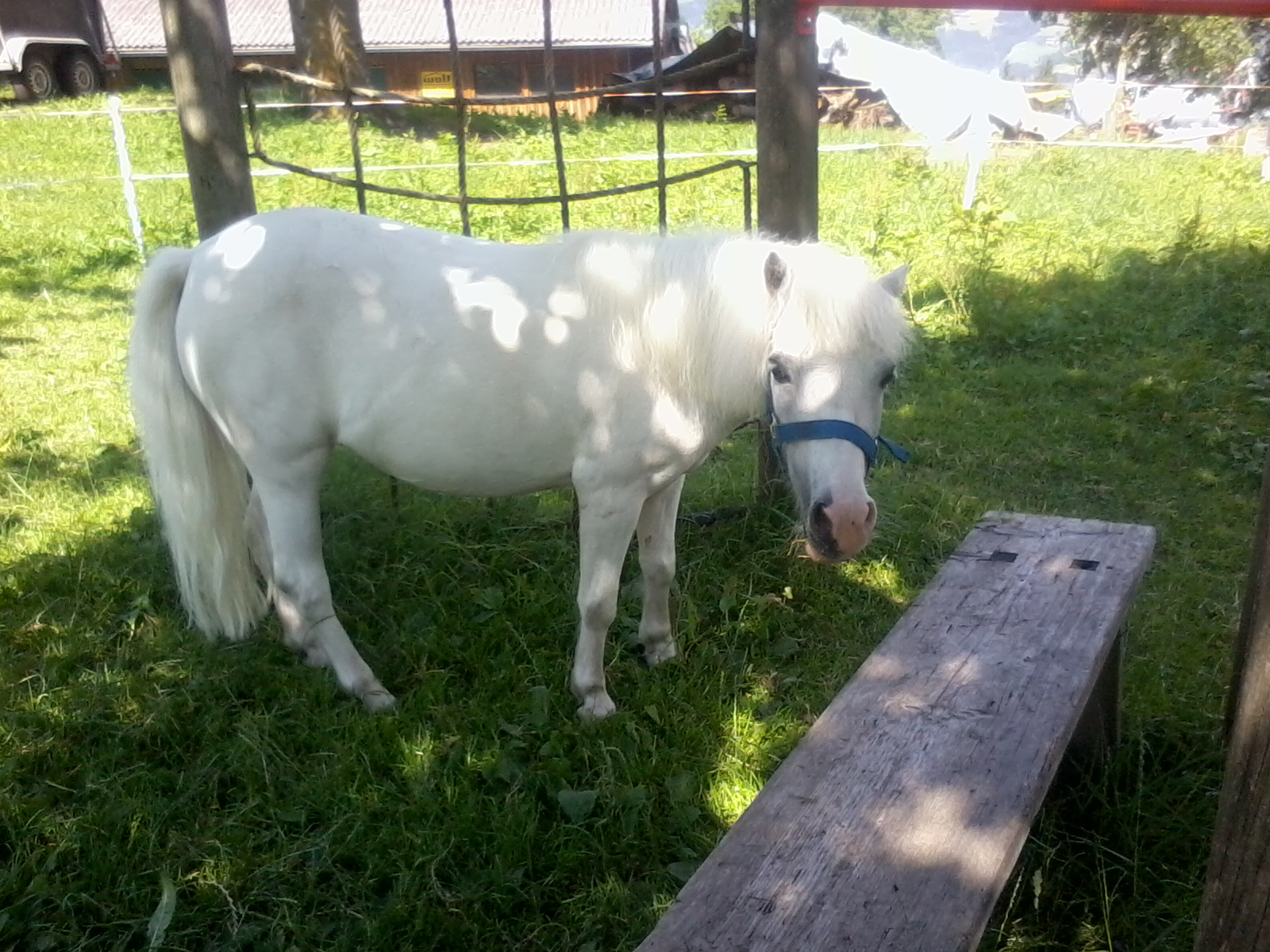 Urlaub am Bauernhof im Zillertal. Sindi, unser Pony ist auch mit dabei. 